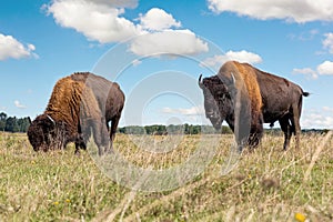 Pair of big american bison buffalo walking by grassland pairie and grazing against blue sky landscape on sunny day. Two