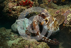 a pair of big blue octopuses of variable colouration mating near a crevice in the coral reefs of watamu marine park, kenya photo