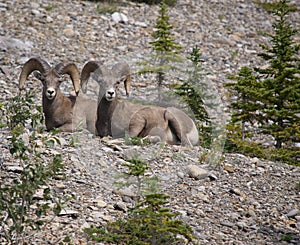 A Pair Of Big Horn Sheep