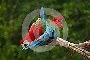 Pair of big parrot Red-and-green Macaw, Ara chloroptera, two birds sitting on the branch, Brazil