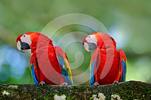 Pair of big parrot Scarlet Macaw, Ara macao, two birds sitting on branch, Brazil. Wildlife love scene from tropic forest nature. T