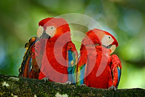 Pair of big parrot Scarlet Macaw, Ara macao, two birds sitting on branch, Brazil. Wildlife love scene from tropic forest nature. T