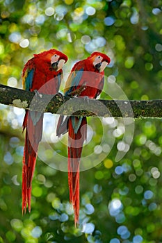 Pair of big parrot Scarlet Macaw, Ara macao, two birds sitting on branch, Costa rica. Wildlife love scene from tropic forest natur
