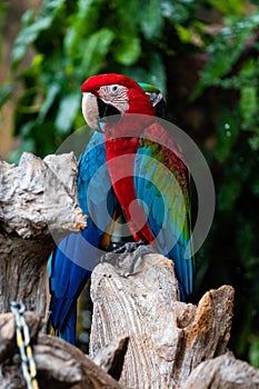 Portrait of colorful Scarlet Macaw parrot against jungle background