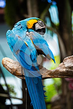 Portrait of colorful Scarlet Macaw parrot against jungle background