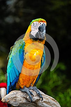 Portrait of colorful Scarlet Macaw parrot against jungle background