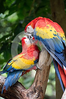 Pair of big parrots Scarlet Macaw, Ara macao, in forest habitat.