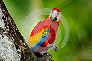 Pair of big parrots Scarlet Macaw, Ara macao, in forest habitat. Bird love. Two red birds sitting on branch, Costa Rica. Wildlife
