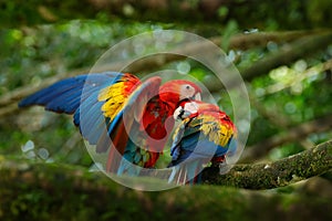 Pair of big parrots Scarlet Macaw, Ara macao, in forest habitat. Bird love. Two red birds sitting on branch, Costa Rica. Wildlife