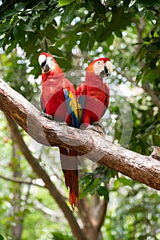 Pair of big parrots Scarlet Macaw, Ara macao, in forest habitat.