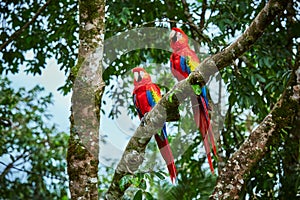 Pair of big Scarlet Macaws, Ara macao, two birds sitting on the branch. Pair of macaw parrots in Costa Rica. photo