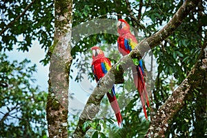 Pair of big Scarlet Macaws, Ara macao, two birds sitting on the branch. Pair of macaw parrots in Costa Rica.