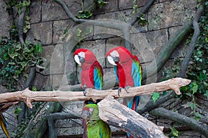 Pair of big Scarlet Red Macaws, Ara macao, two birds sitting on the branch. Wildlife scene from tropical forest nature. Two beauti