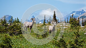 A Pair of Bighorn Sheep at Hidden Lake trail, Glacier National Park