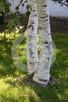 Pair of Birch tree trunks resembling a pair of legs