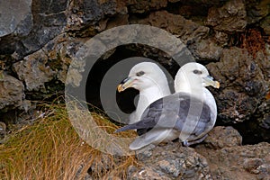 Pair of bird in the nest. Northern Fulmar, Fulmarus glacialis, nesting on the dark cliff. Two white sea birds in the nest. Pair of