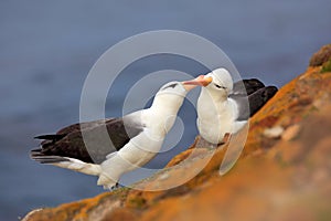 Pair of birds Black-browed albratros. Bird love. Beautiful sea bird sitting on cliff. Albatross with dark blue water in the backgr