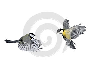 pair of birds blue Tits flying to meet wings and feathers on white isolated background