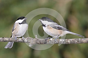 Pair of Birds on a Branch