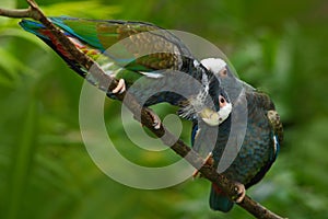 Pair of birds, green and grey parrot, White-crowned Pionus, White-capped Parrot, Pionus senilis, in Costa Rica. Lave on the tree.