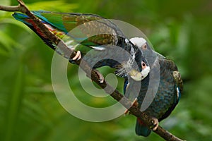 Pair of birds, green and grey parrot, White-crowned Pionus, White-capped Parrot, Pionus senilis, in Costa Rica. Lave on the tree. photo