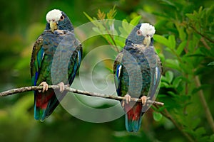 Pair of birds, green and grey parrot, White-crowned Pionus, White-capped Parrot, Pionus senilis, in Costa Rica. Love on the tree. photo