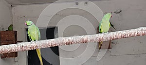 Pair of birds green parrot