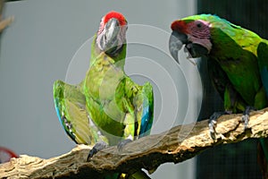 Pair of birds, green parrot Military Macaw