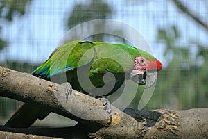 Pair of birds, green parrot Military Macaw