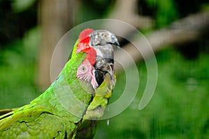 Pair of birds, green parrot Military Macaw