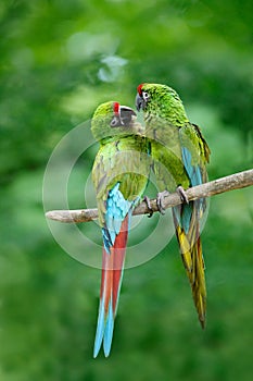 Pair of birds, green parrot Military Macaw, Ara militaris, Costa Rica