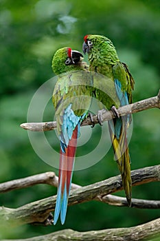 Pair of birds, green parrot Military Macaw, Ara militaris, Mexico