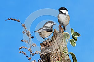 Pair of Birds on a Log