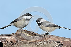 Pair of Birds on a Log