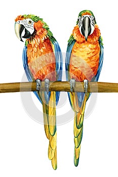 Pair of birds, parrots isolated white background, watercolor illustration. Macaw