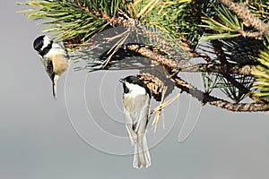 Pair of Birds on a Pine Branch