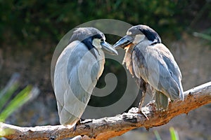 A pair of birds showing their affection