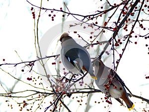 A pair of birds sitting on a tree close-up.
