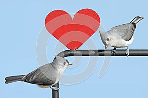 Pair of Birds With Valentine Heart