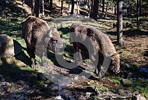 Pair of Bison in the forest in the parc animalier