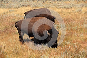 A pair of bison grazes in Yellowstone National Park