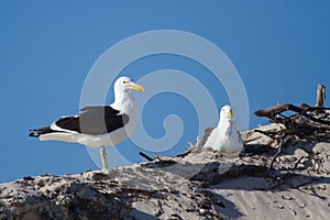 A pair of Black back gull flying sitting on nest