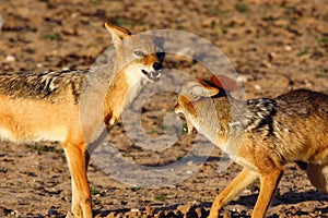 The pair of black-backed jackal Canis mesomelas is fighting close to waterhole. Predator in action with open mouth in the