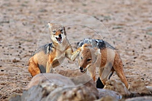 The pair of black-backed jackal Canis mesomelas is fighting close to waterhole. Predator in action with open mouth in the