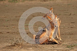 The pair of black-backed jackal Canis mesomelas playing close to the waterhole in Kalahari desert