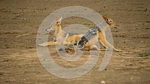 The pair of black-backed jackal Canis mesomelas playing close to the waterhole in Kalahari desert.