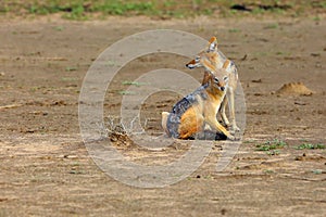 The pair of black-backed jackal ,Canis mesomelas, playing together and cleaning themselves at the waterhole in the desert. A pair