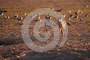 Pair of Black Backed Jackals  Canis Mesomelas, african fox-like canids hunting birds at waterhole. Animal action scene, hunting