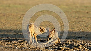 Pair of black-backed jackals interacting, Kalahari desert, South Africa