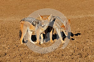 Pair of black-backed jackalsA pair of black-backed jackals, Mokala National Park, South Africa